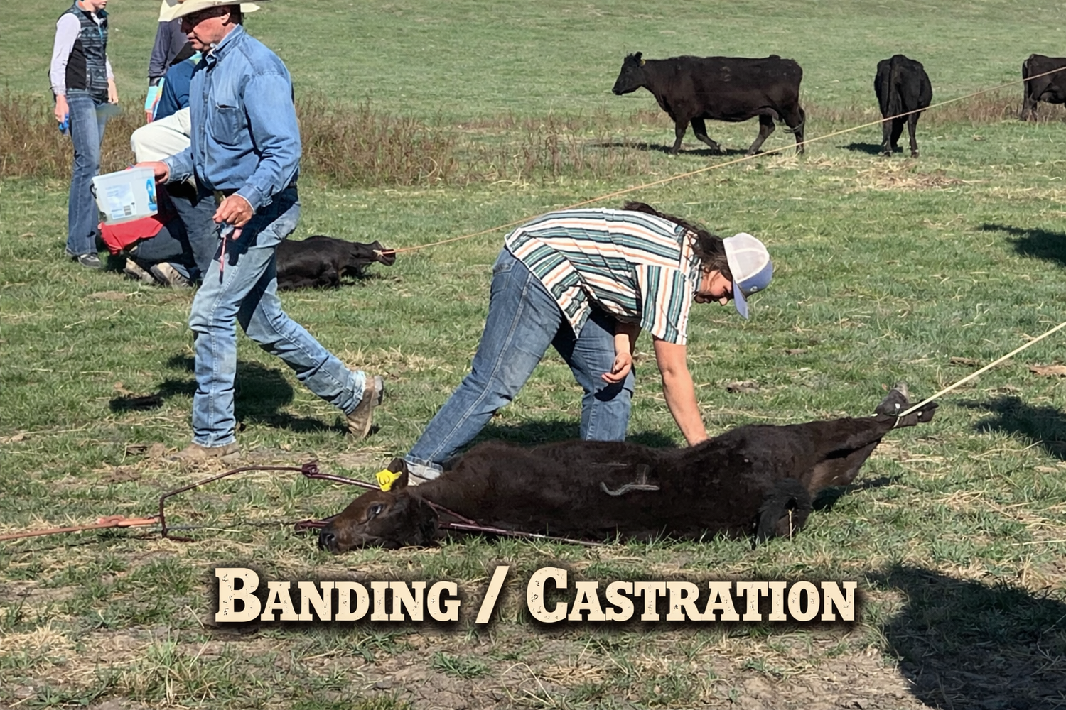 Banding / Castration Supplies